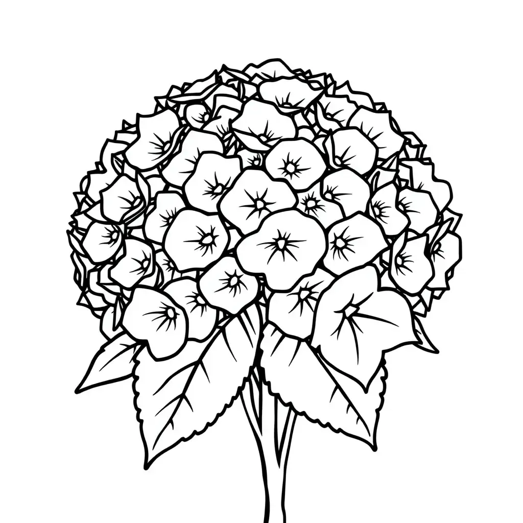 Hydrangea Color Sheets Educational Coloring Pages to Learn About Flowers - Creative Color Sheets