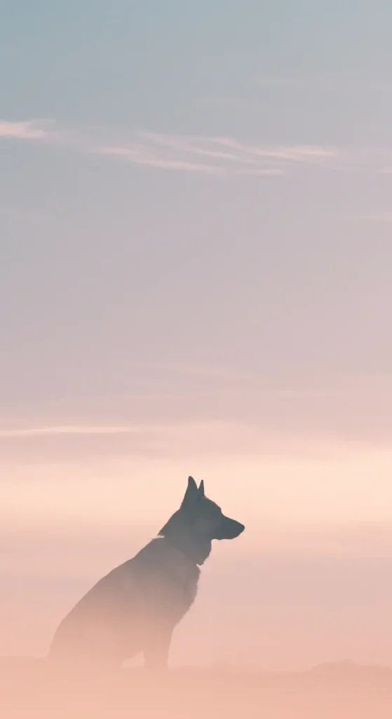 Minimal Silhouette